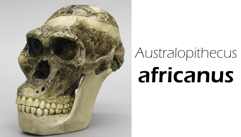 Australopithecus Africanus