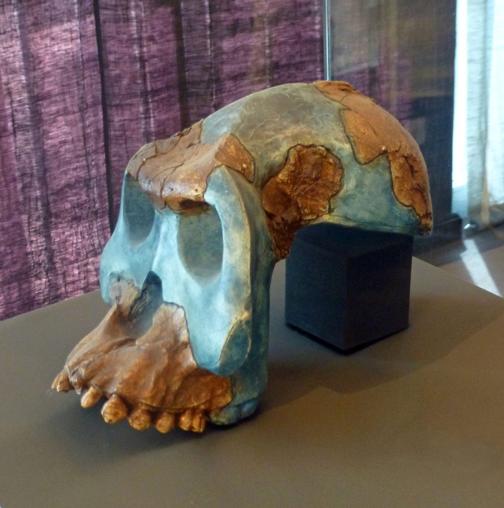 Australopithecus Garhi