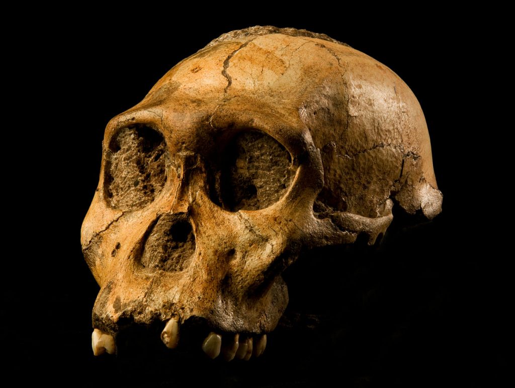 Australopithecus Sediba