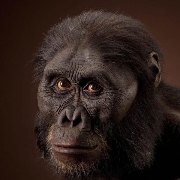 Australopithecus