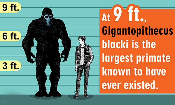 Gigantopithecus Blacki