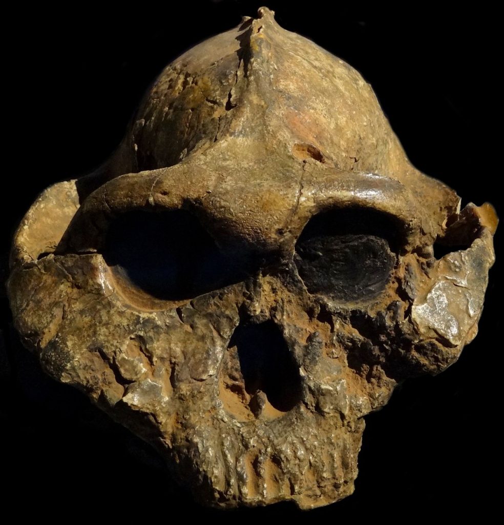 Paranthropus