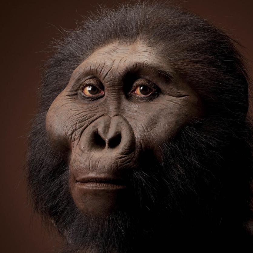  Paranthropus Boisei