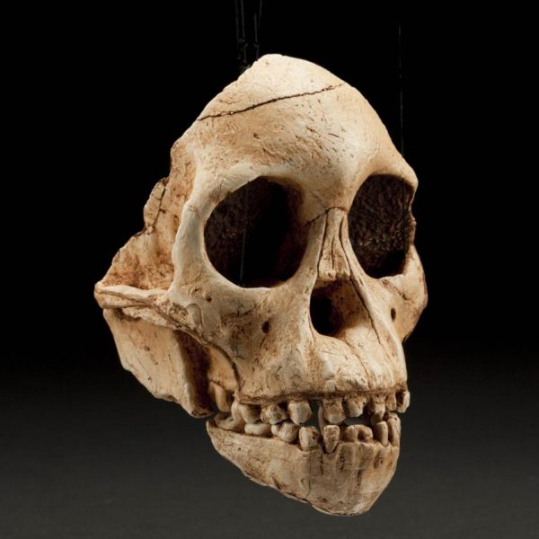 Taung child طفل تونج