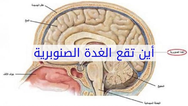 خطوات تنشيط الغدة الصنوبرية 