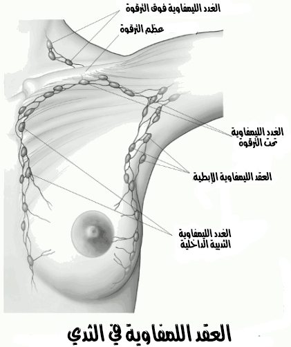 النظام الليمفاوي للثدي