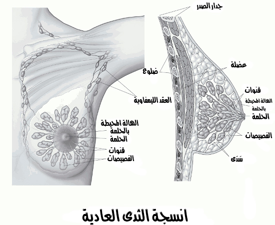 انسجة الثدي
