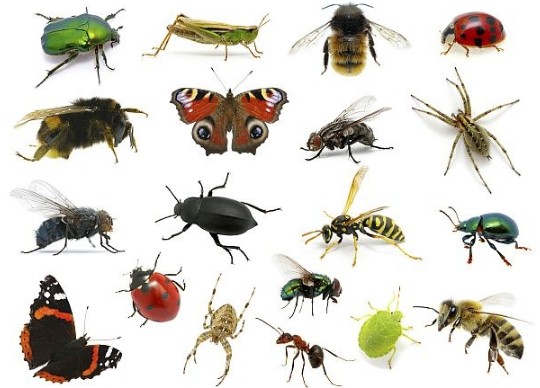 بحث عن الحشرات Insects