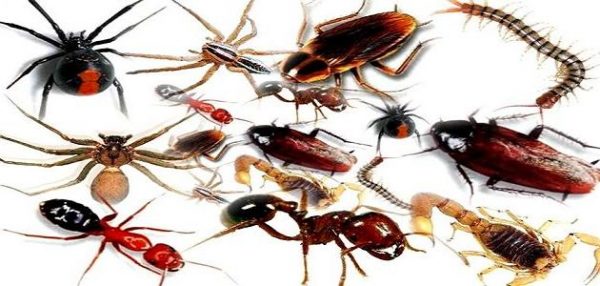 بحث عن الحشرات Insects