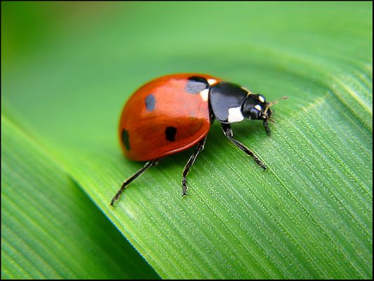 بحث عن الحشرات Insects