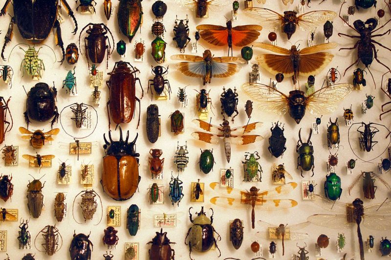 بحث عن الحشرات Insects