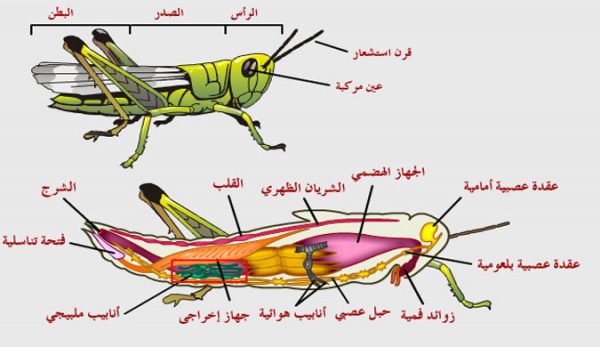 بحث عن الحشرات Insects