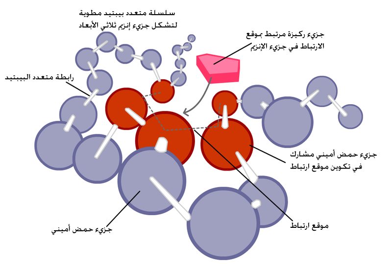 بحث عن البوليمرات