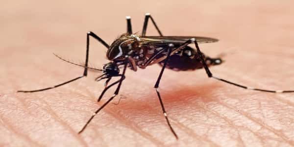 حمى الضنك Dengue fever