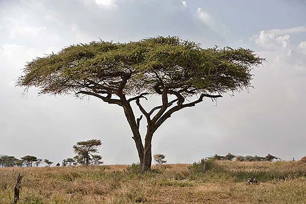 نبات الطلح في السعودية .. شجر الطلح في السعودية