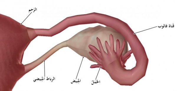 اعراض تكيس المبايض