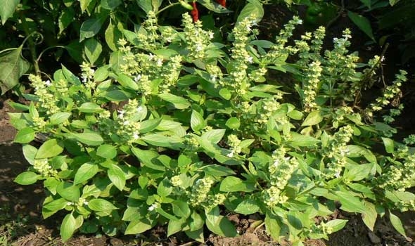 فوائد الريحان Basil