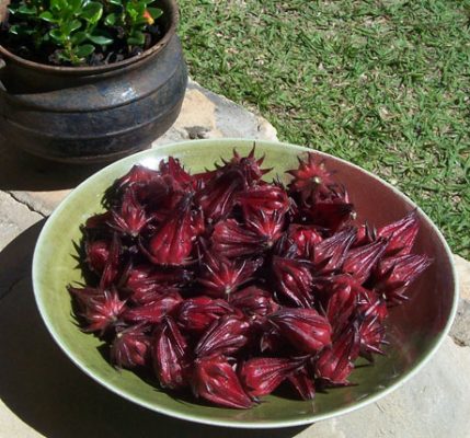 فوائد الكركديه Hibiscus