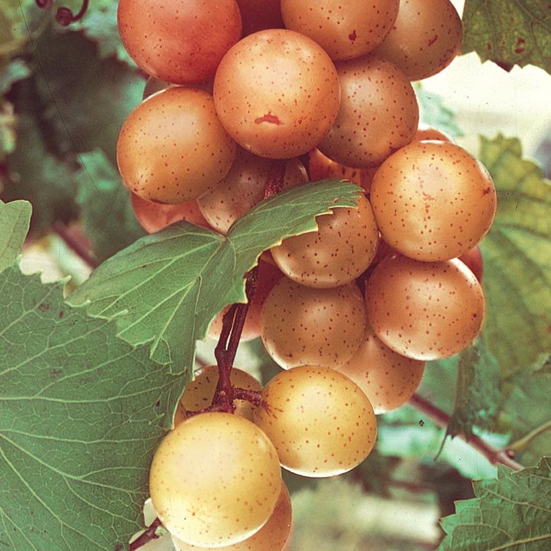 فراى Fry Muscadine