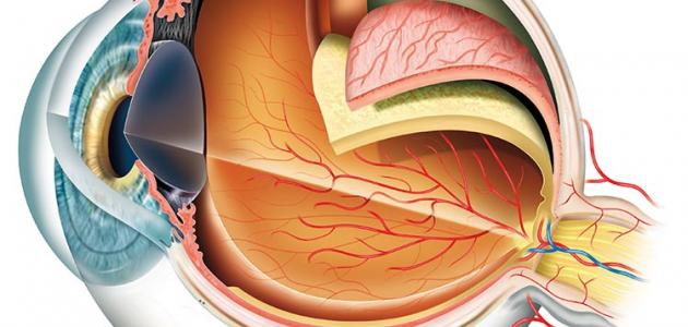 أول من شرح تركيب العين