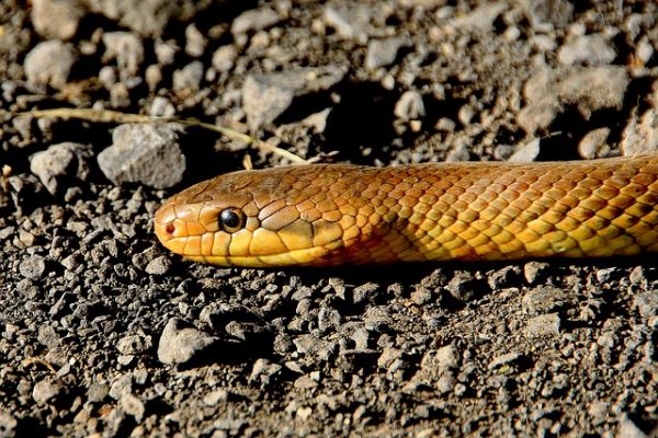 تفسير افعى صفراء في المنام