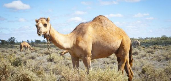 تفسير رؤية الجمل في المنام لابن سيرين