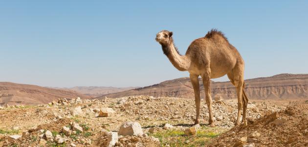 تفسير رؤية الجمل