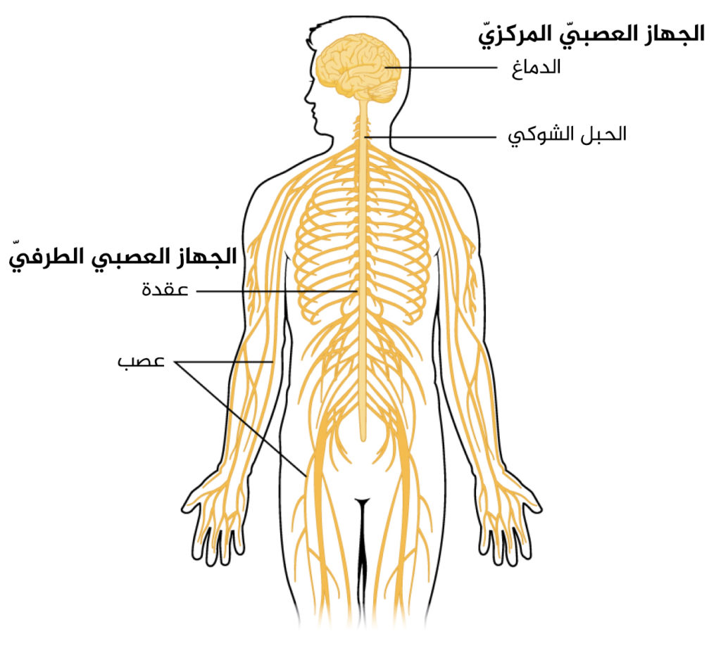 أقسام الجهاز العصبي المركزى