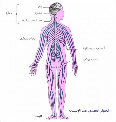 مكونات الجهاز العصبي المركزى