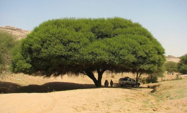 شجر الطلح في السعودية وفوائده الصحية