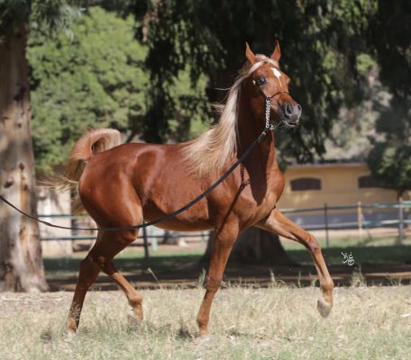 تفسير ركوب الخيل في الحلم للعزباء