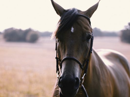 تفسير ركوب الخيل في المنام لابن سيرين