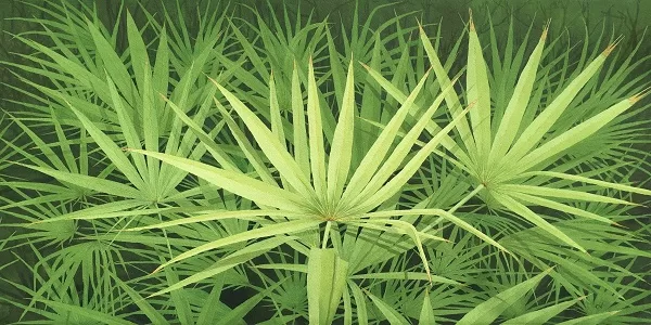 saw palmetto تجربتي