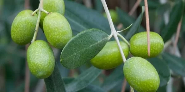 تجربتي مع ورق الزيتون للشعر