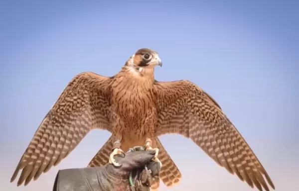 تفسير رؤية الصقر في المنام تبعا لابن سيرين