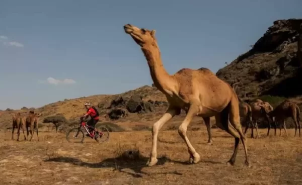 تفسير حلم الجمل يلاحقني