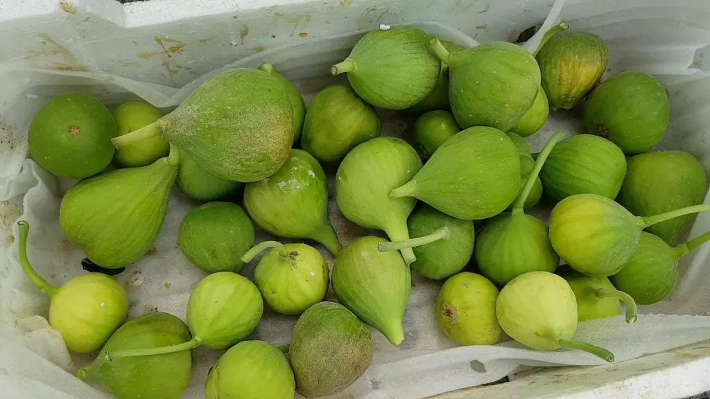 تفسير حلم التين الأخضر