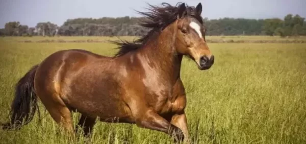 تفسير رؤية الحصان في المنام للعزباء