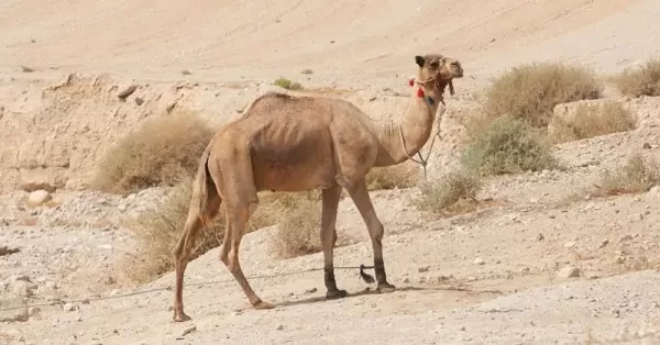 تفسير حلم ناقة تطاردني للمتزوجه الحامل