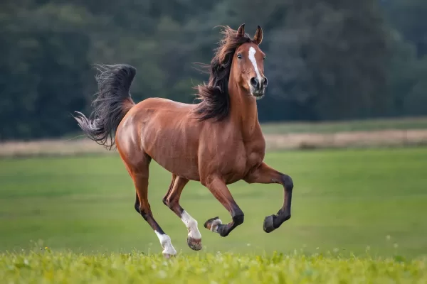 تفسير حلم حصان يهاجمني لابن شاهين