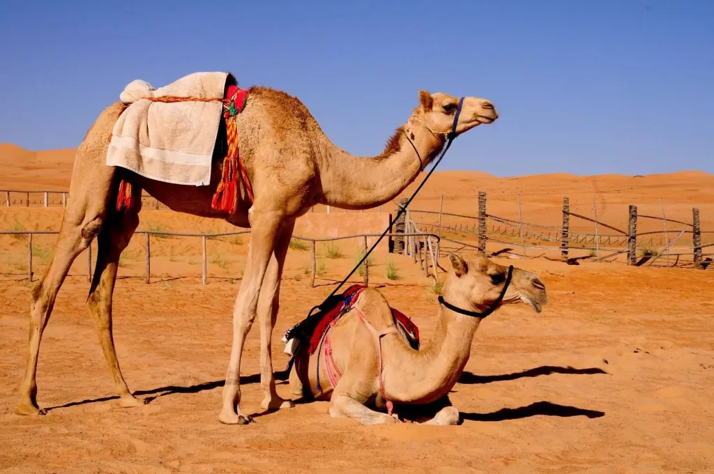 رؤية الإبل الكثيرة في المنام للعزباء