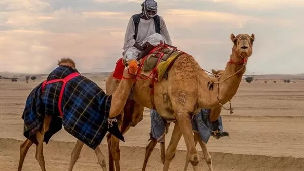 رؤية ركوب الجمل في المنام للمتزوجة